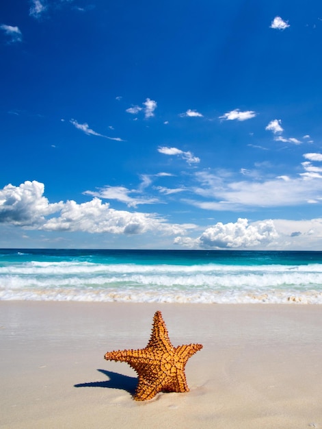 Beautiful beach and tropical sea