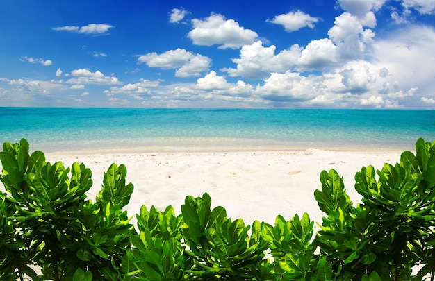 Beautiful beach and tropical sea