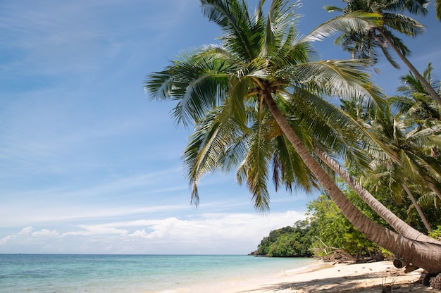 Beautiful beach with blue water and coconut tree