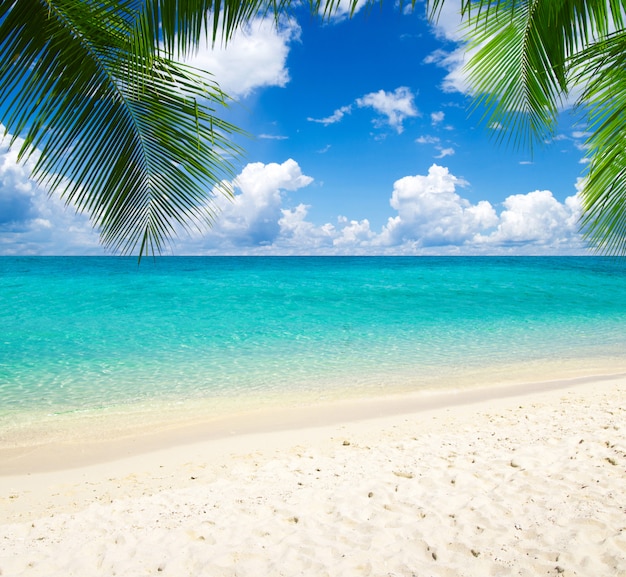 Bellissima spiaggia con palme