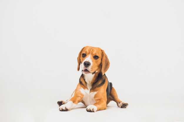Beautiful beagle dog isolated on white. young puppy