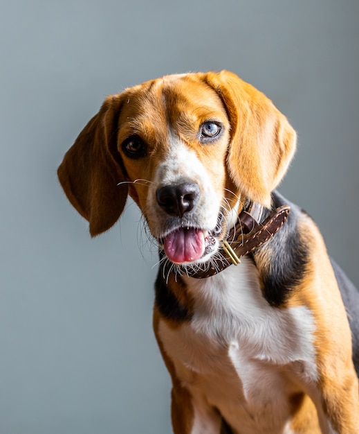 白で隔離される美しいビーグル犬