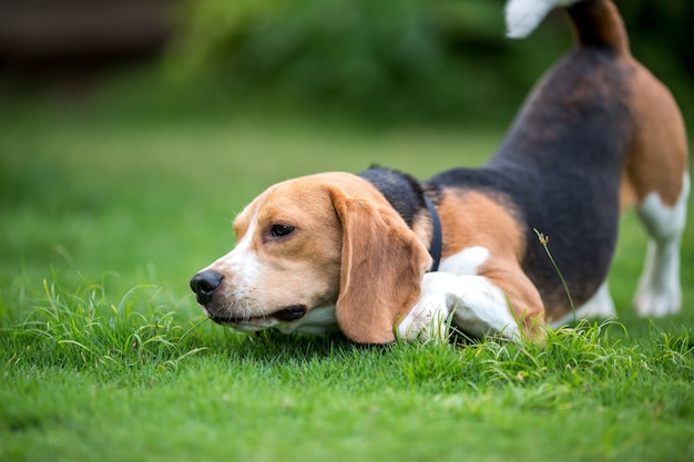 屋外で美しいビーグル犬。