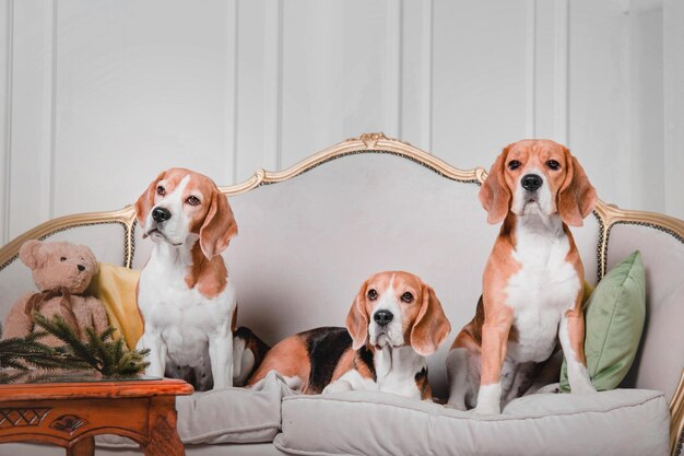 Beautiful beagle dog on the sofa