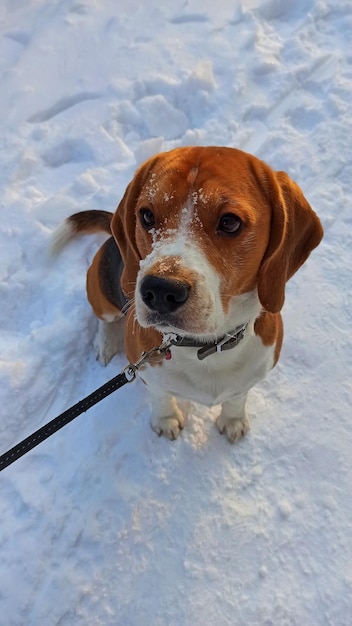 Beautiful beagle dog on a walk in winter