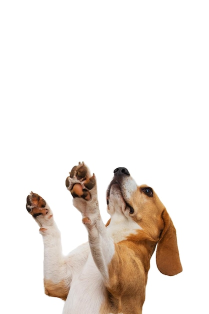 Beautiful beagle dog on a white background.