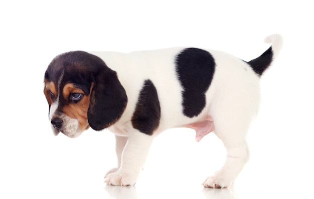 Beautiful beagle puppi brown and black
