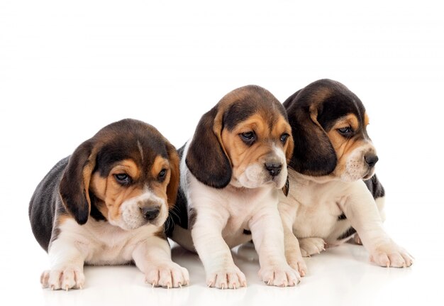 Beautiful beagle puppies brown and black  