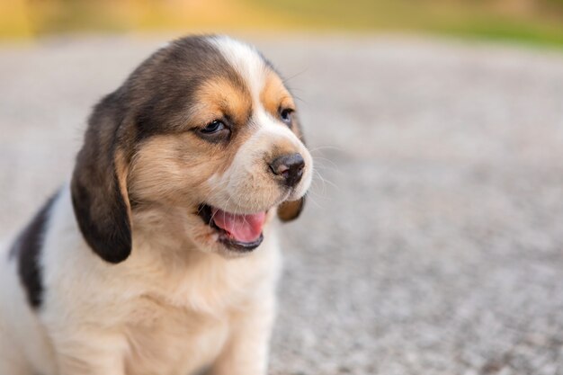 庭の美しいビーグル子犬