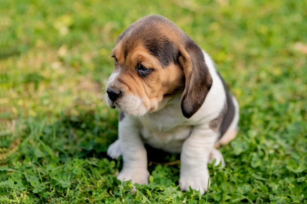 Красивый щенок Бигля на зеленой траве