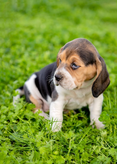 Beautiful beagle puppy on the green grass