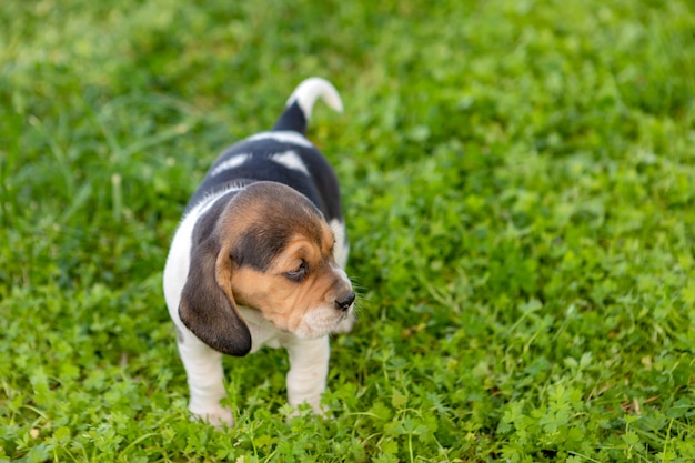 Beautiful beagle puppy on the green grass