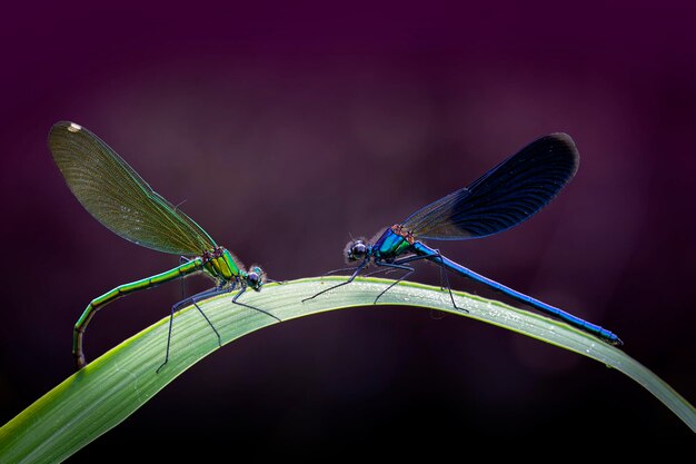 Beautiful Beauty (Calopteryx virgo) - maagdelijke vlieg, mannetje en vrouwtje voor de paring..