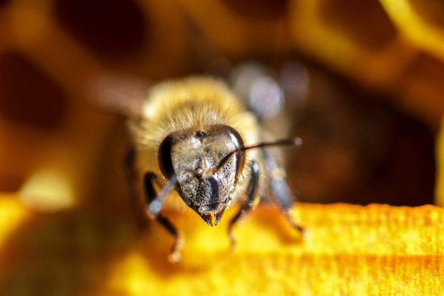 beautiful bees on honeycombs with honey close-up