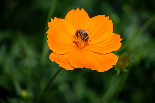 写真 花の上の美しい蜂