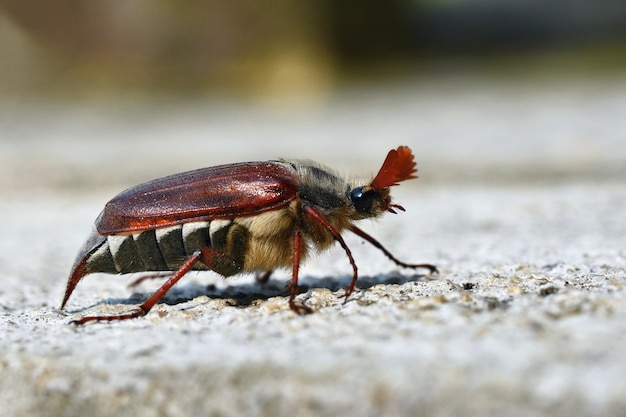 자연 속에서 아름다운 딱정벌레. Cockchafer. 매크로 촬영.