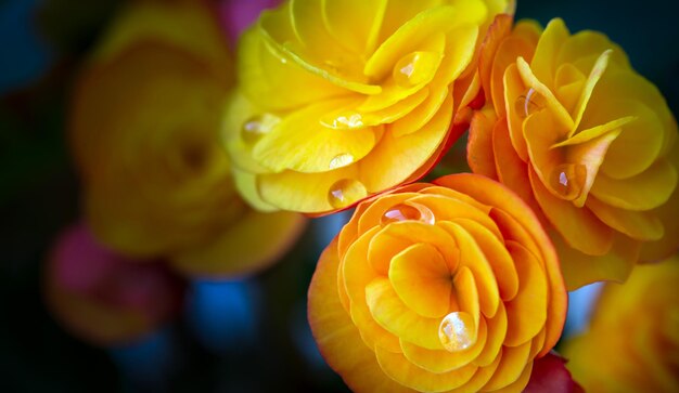 Beautiful begonia elatior flowers with dew drops on the petals