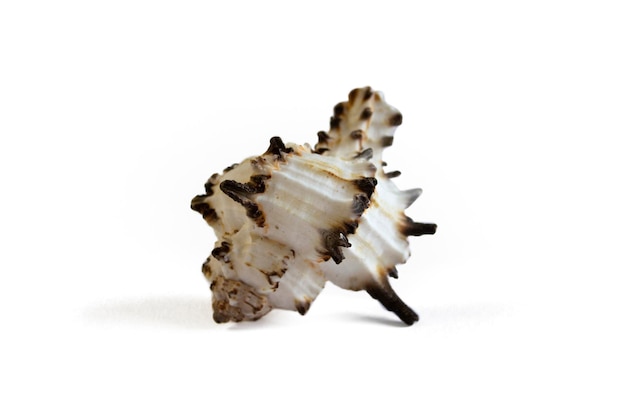 Beautiful beige and brown seashell closeup isolated on a white background
