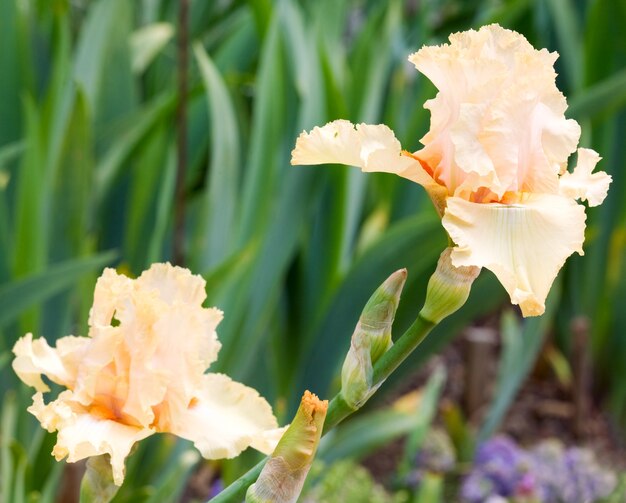 Beautiful beige iris flower on flower-bed