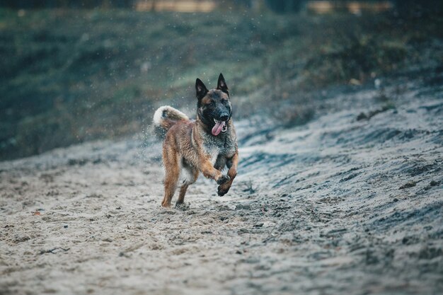 Beautiful Belgian Shepherd Malinois dog on seashore. Sand, water and sky.