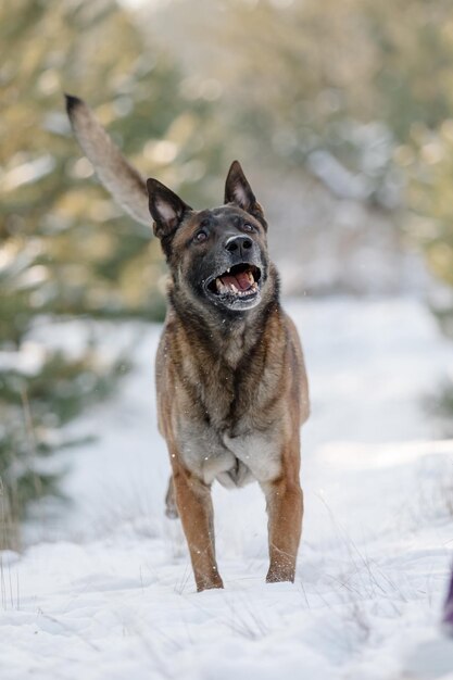 Beautiful belgian shepherd malinois dog in winter. dog at the\
snow and ice. cold weather