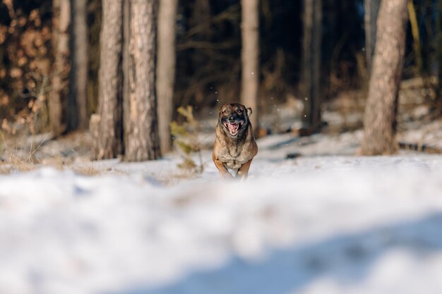 Beautiful belgian shepherd malinois dog in winter. dog at the\
snow and ice. cold weather