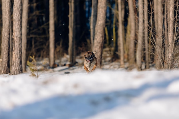 Beautiful belgian shepherd malinois dog in winter. dog at the\
snow and ice. cold weather