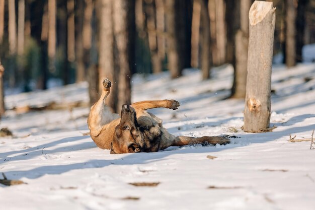 Beautiful belgian shepherd malinois dog in winter. dog at the\
snow and ice. cold weather