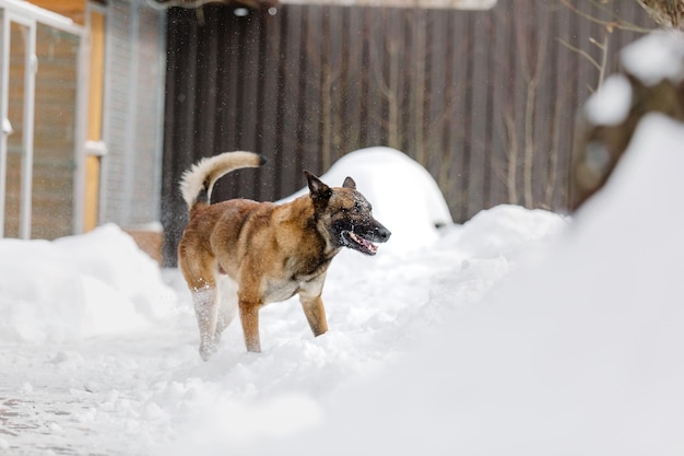 Beautiful belgian shepherd malinois dog in winter. dog at the\
snow and ice. cold weather