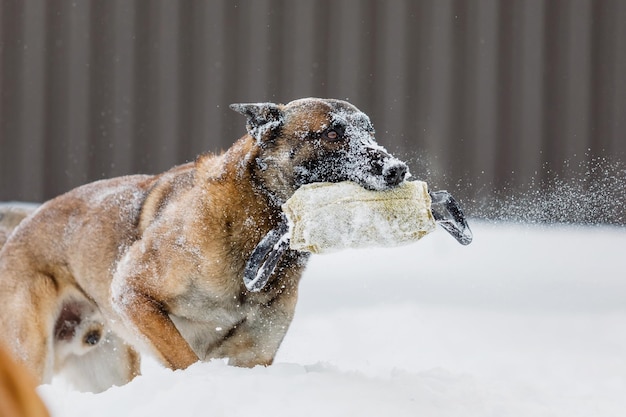 Красивая бельгийская овчарка Малинуа зимой. Собака на снегу и льду. Холодная погода