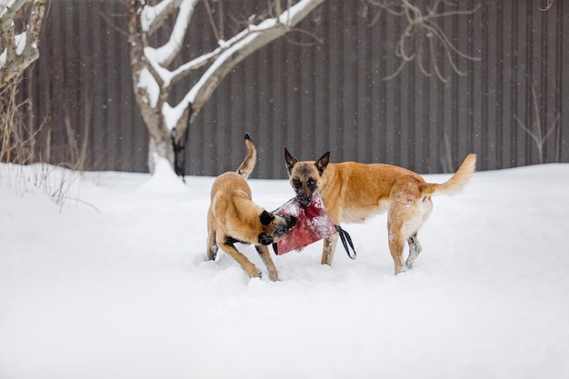 Beautiful belgian shepherd malinois dog in winter. dog at the\
snow and ice. cold weather