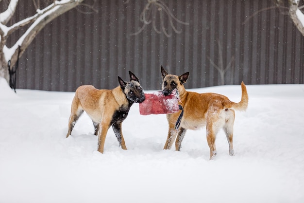 Beautiful belgian shepherd malinois dog in winter. dog at the\
snow and ice. cold weather