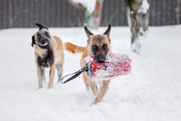 Beautiful belgian shepherd malinois dog in winter. dog at the\
snow and ice. cold weather