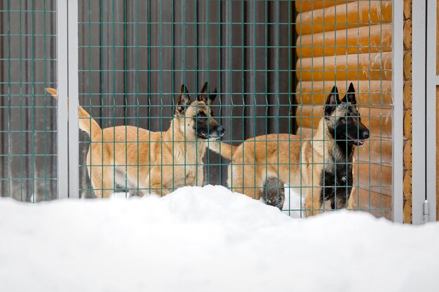 Beautiful belgian shepherd malinois dog in winter. dog at the\
snow and ice. cold weather