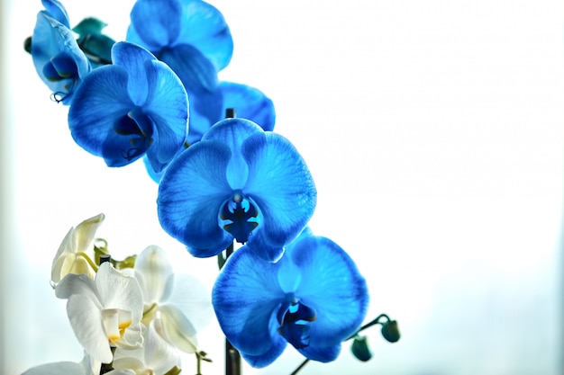 Beautiful bend of a branch of blue orchid