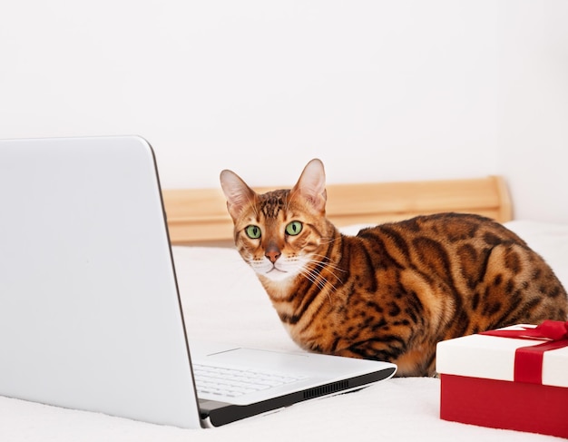 Beautiful bengal cat lying by gift box on bed looking at camera\
near laptop in white interior.copy space.holiday online\
shopping,work from home on vacation.funny smart pet.