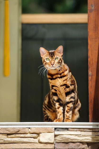 beautiful bengal cat sitting on the porch of the house