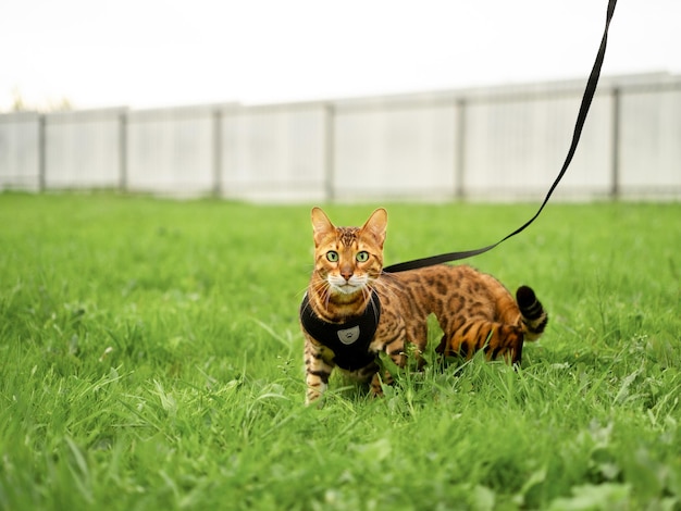 Beautiful bengal cat with green eyes outdoors in grass on a leash walkinglooking at camerapet promen