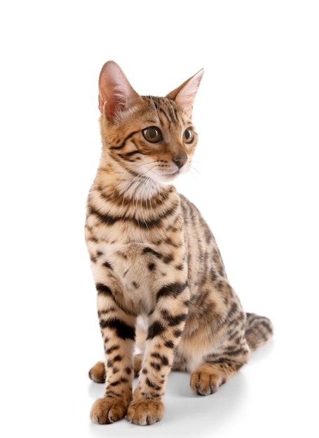 Photo beautiful bengal kitten isolated on white