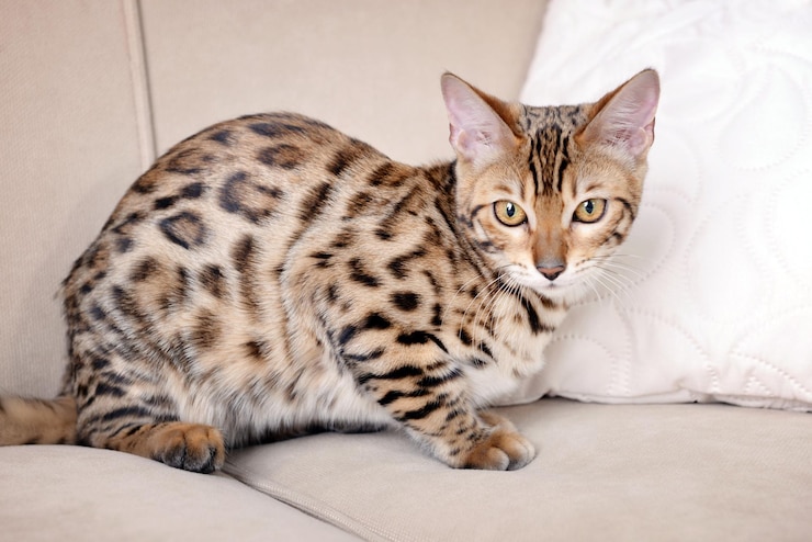 Photo 部屋のソファの上の美しいベンガル子猫
