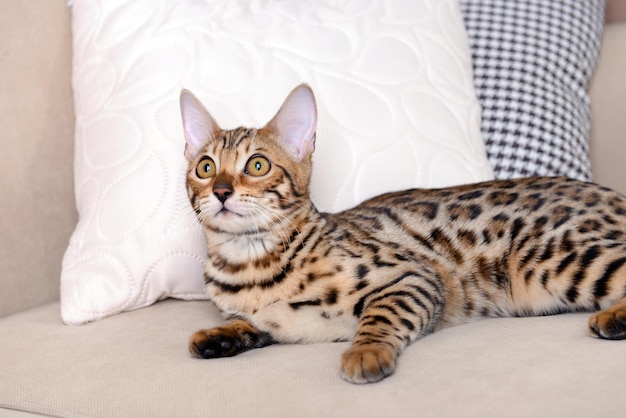 部屋のソファの上の美しいベンガル子猫