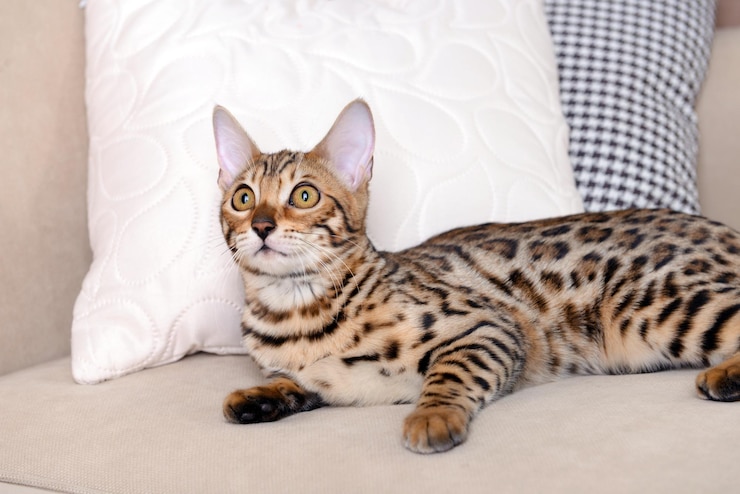Photo 部屋のソファの上の美しいベンガル子猫