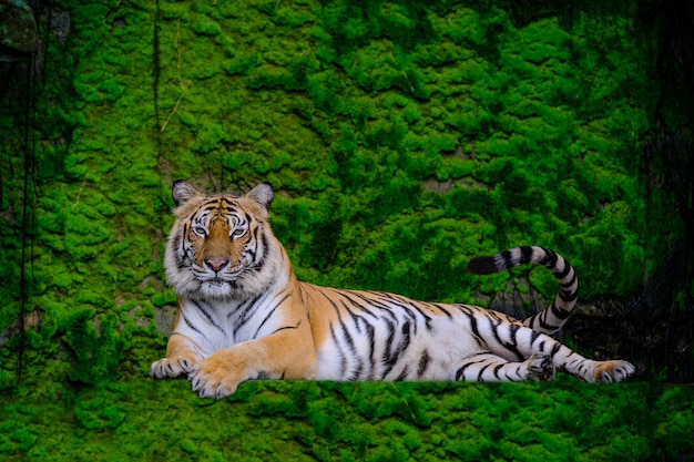 Beautiful Bengal tiger green tiger in forest show  nature.