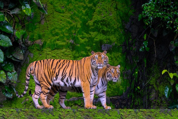 Tigre verde bella della tigre del bengala nella natura di manifestazione della foresta.