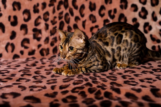 Beautiful Bengali cat with big eyes Animal