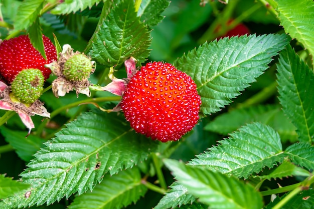 Beautiful berry branch japanese strawberry bush with natural leaves photo consisting of berry branch japanese strawberry bush outdoors in rural floral berry branch japanese strawberry bush in garden