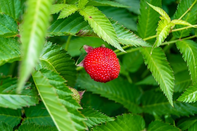 Beautiful berry branch japanese strawberry bush