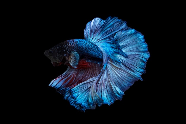 Beautiful betta fish or fighting fish moving