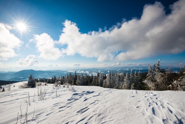 Beautiful bewitching view of the pine and spruce forest growing on the hills among the snowdrifts against the blue sky of white clouds and bright sun. Concept Journey to the Winter Forest.