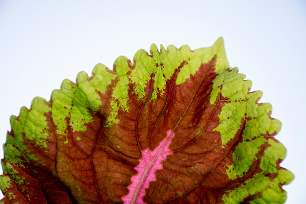 Photo beautiful bicolor plant details